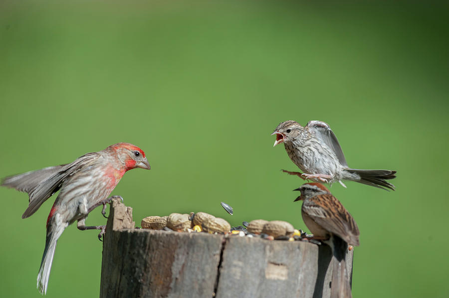 Stay away you house finch Photograph by Dan Friend