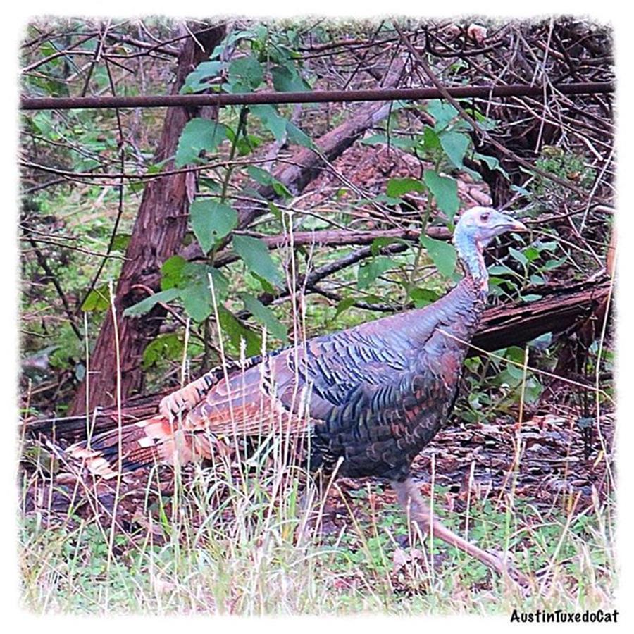 Nature Photograph - Stay Safe Ms. #turkey!  It Is Almost by Austin Tuxedo Cat