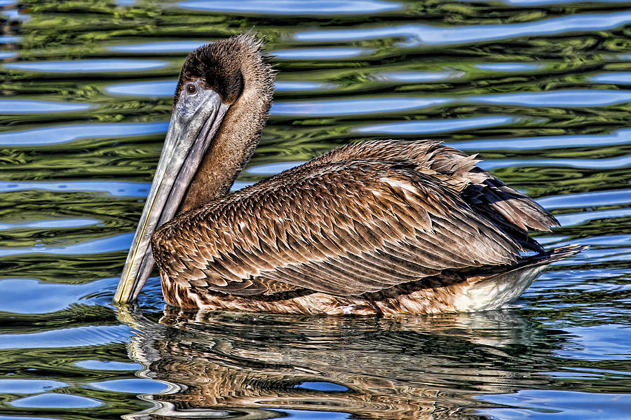 Staying Afloat 2 - Brown Pelican Swimming Photograph by HH Photography of Florida