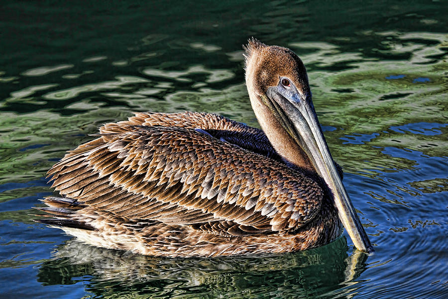 Staying Afloat - Brown Pelican Swimming Photograph by HH Photography of Florida