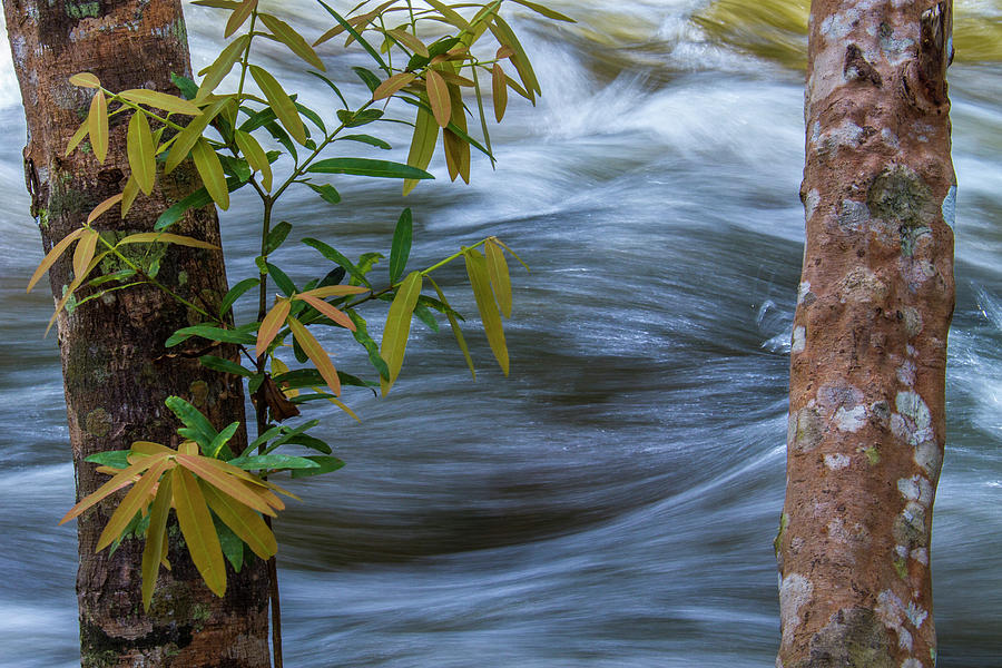 Steady and Flowing Photograph by Hitendra SINKAR