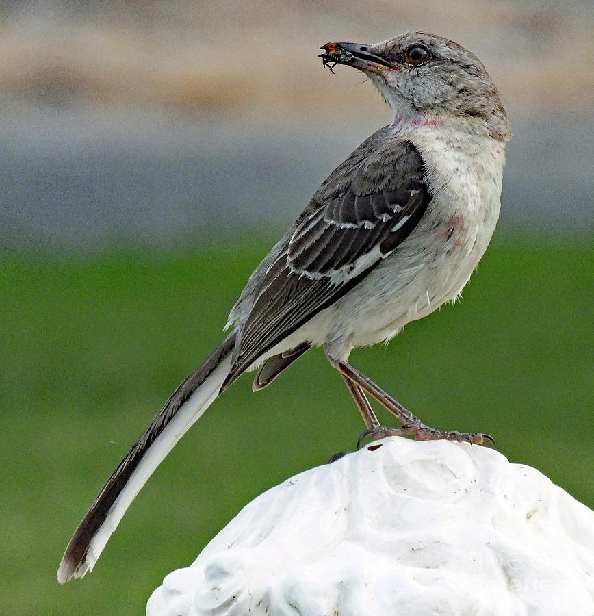 Steady Diet Of Bugs Northern Mockingbird Photograph By Cindy Treger