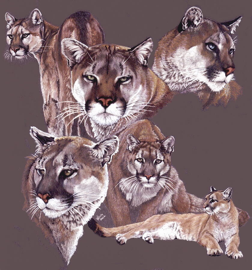 Wildlife Drawing - Stealth by Barbara Keith