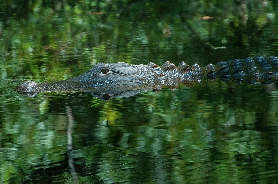 Stealth gator Photograph by Brian Green