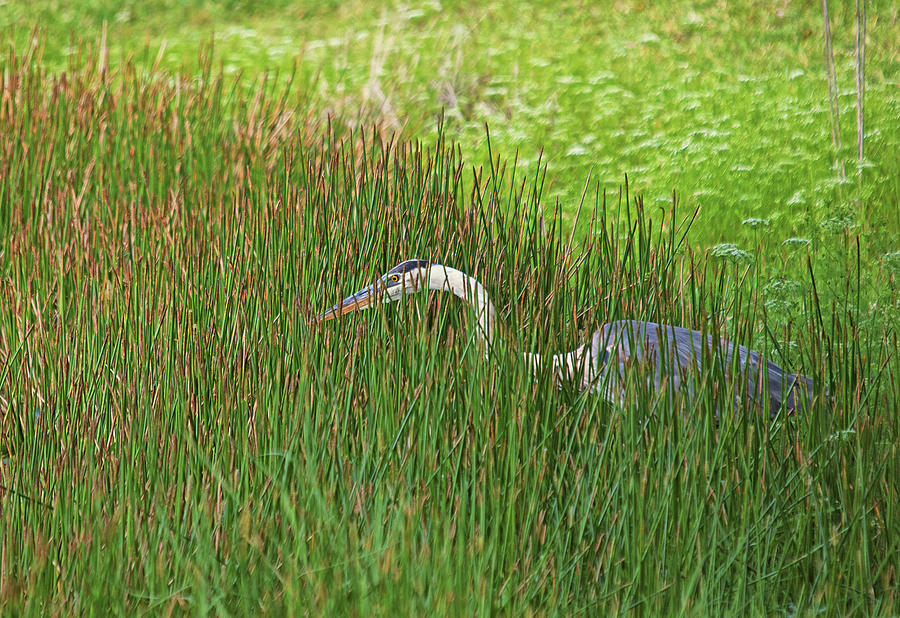 Stealth Heron by Karl Ford Stealth Heron by Karl Ford