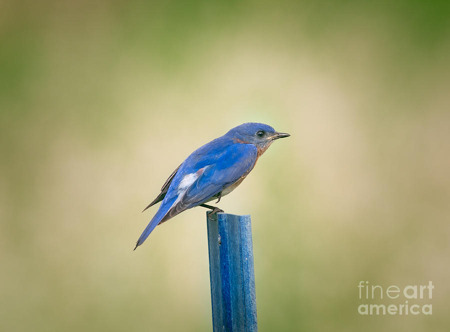 Stealthy Bluebird Photograph by Robert Frederick