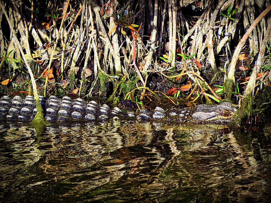Stealthy Gator Photograph by Wanderbird Photographi LLC