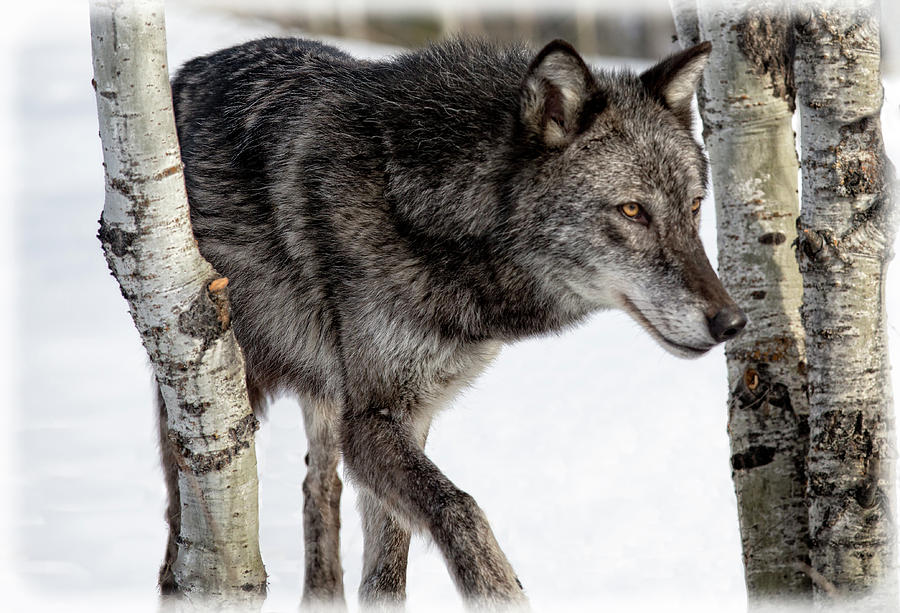 Stealthy Gray Wolf Photograph by Steven Upton