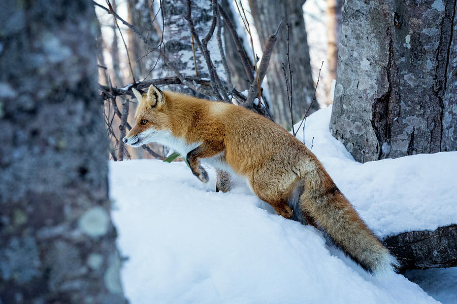 Stealthy Red Fox in Japan Photograph by Steven Upton