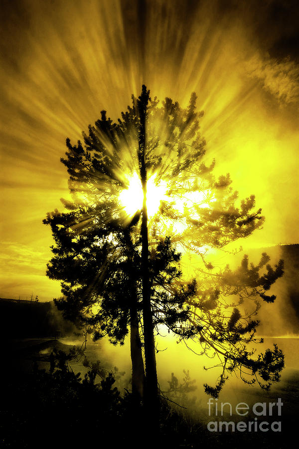 Steam and Tree with Sunlight Rays Blue Sky Photograph by Lane Erickson