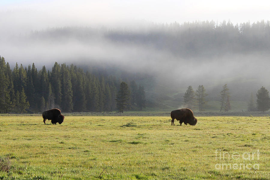 Steam on Bison in Yellowstone National Park at sunrise Photograph by Adam Long