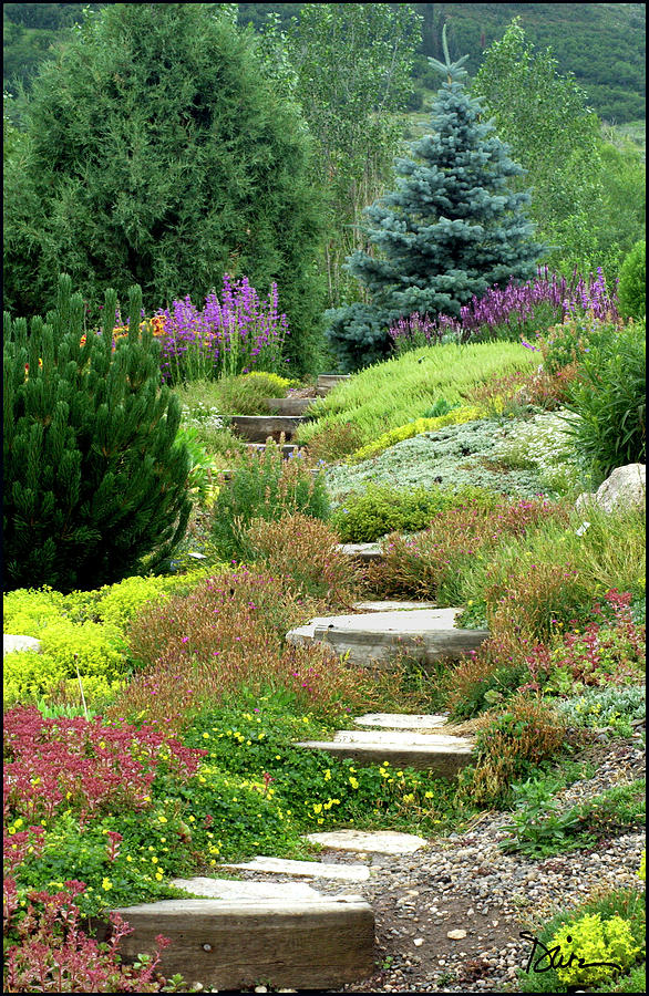 Steamboat Springs Photograph - Steamboat Garden Path by Peggy Dietz