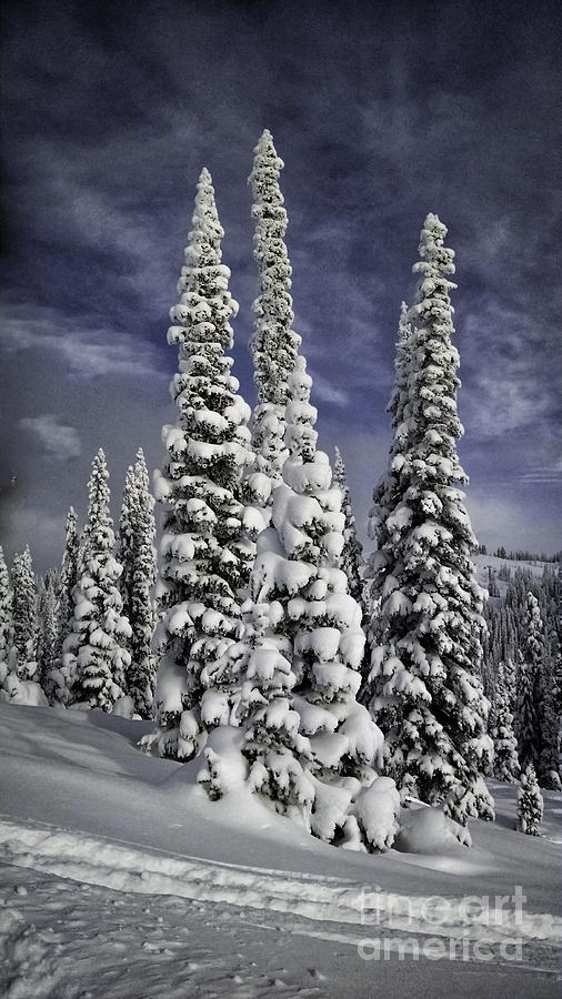 Steamboat Springs Trees 2 Photograph by Timothy Hacker