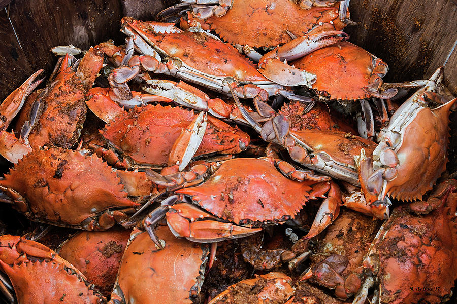 Basket Photograph - Steamed Crabs by Brian Wallace