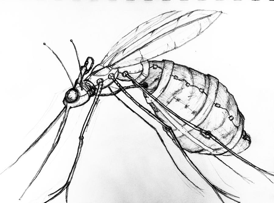 ArtStation - Mosquito Jim Speed Drawing (30Min.)