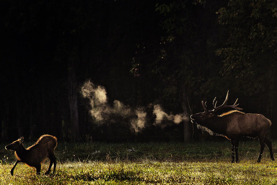 Steamy Breath Elk Bugle Photograph by Michael Dougherty