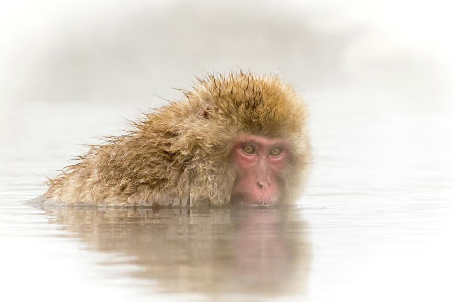 Steamy Snow Monkey  Photograph by Steven Upton