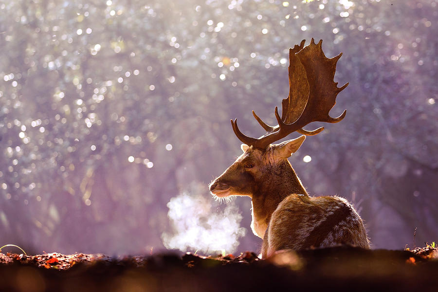Deer Photograph - Steamy Stag by Roeselien Raimond