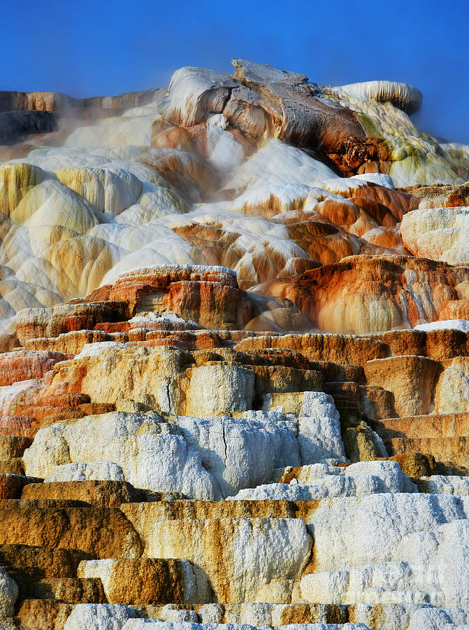 Steamy Travertine Hot Spring Terraces Mammoth Hot Springs Yellowstone ...