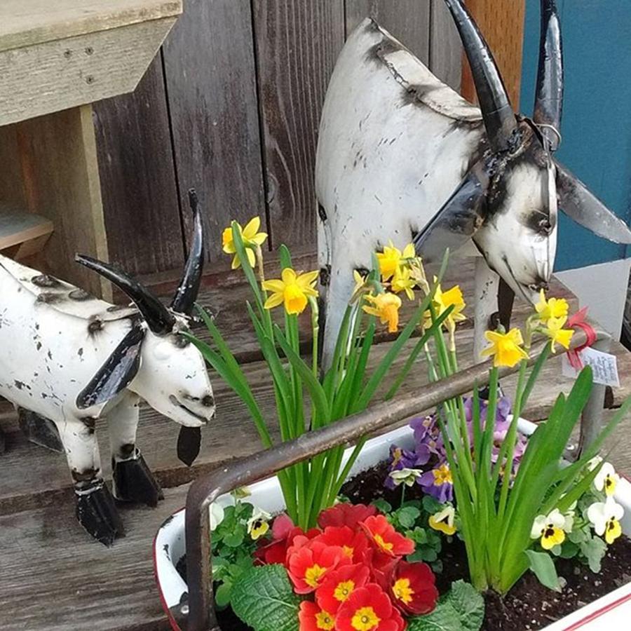Steel Goats Of Spring Photograph by Courage Crawford