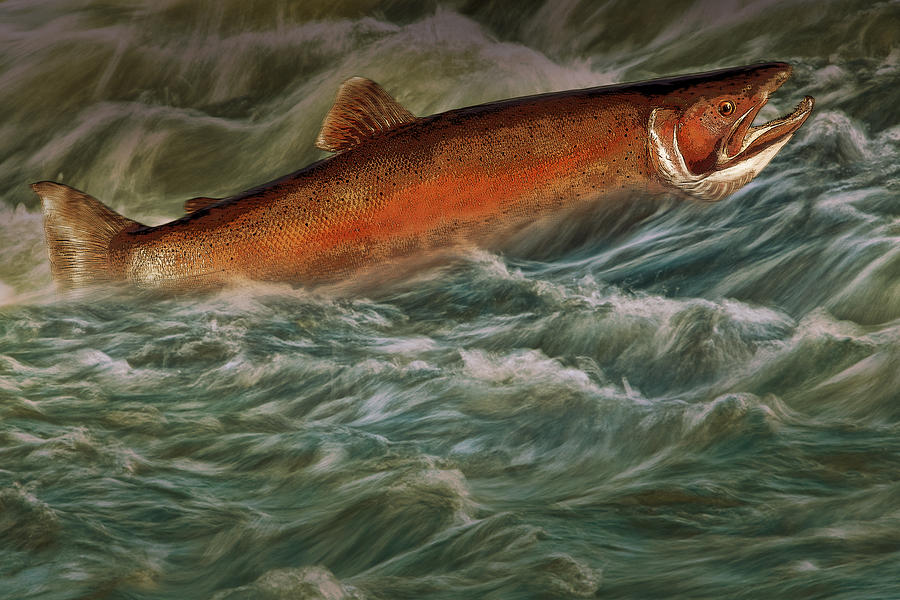 Steelhead Trout Fish No.143 Photograph by Randall Nyhof