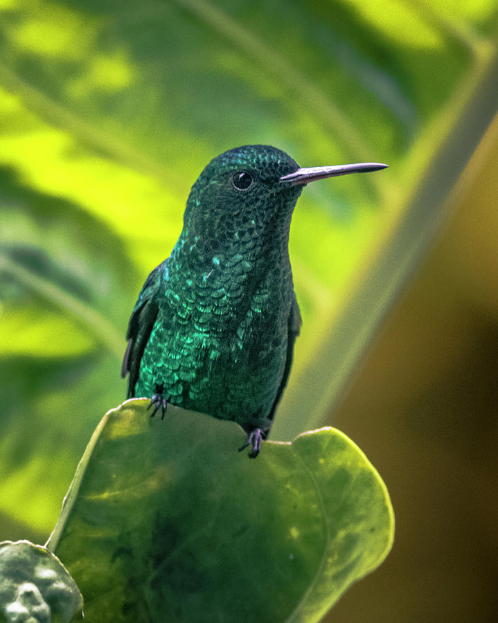Steely-Vented Hummingbird Quindio Colombia Photograph by Adam Rainoff
