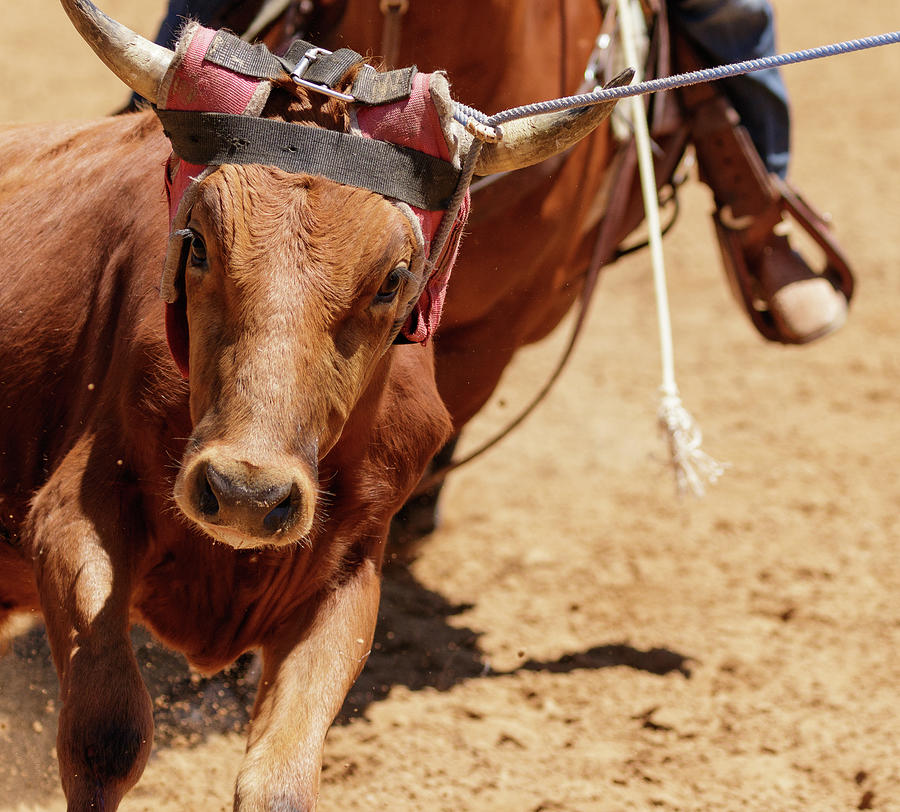 Steer Roping Photograph by Debra Lawrence Pixels