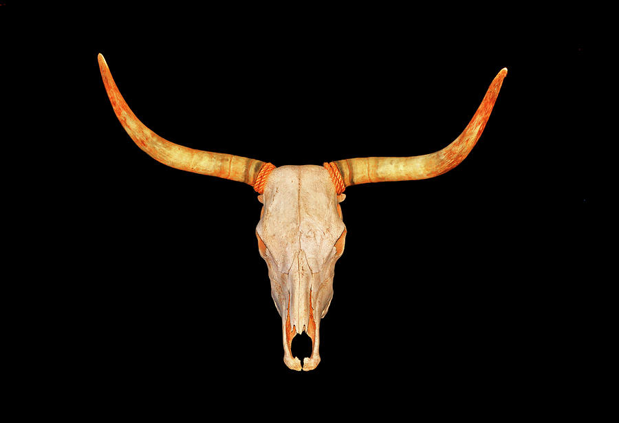 Steer Skull 001 Photograph by George Bostian