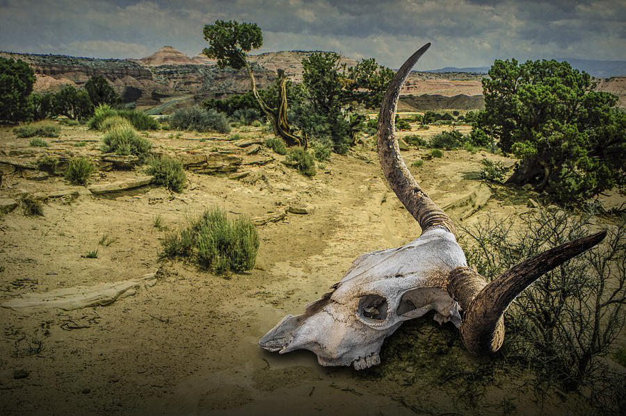 Steer Skull in the Utah Desert Photograph by Randall Nyhof