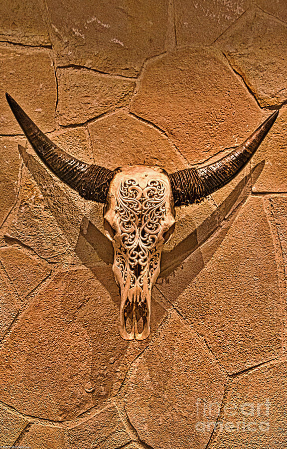 Steer Skull Photograph by Mitch Shindelbower