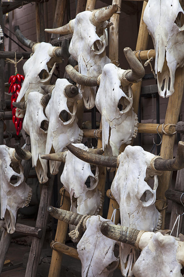 Steer Skulls Photograph by Rick Pisio