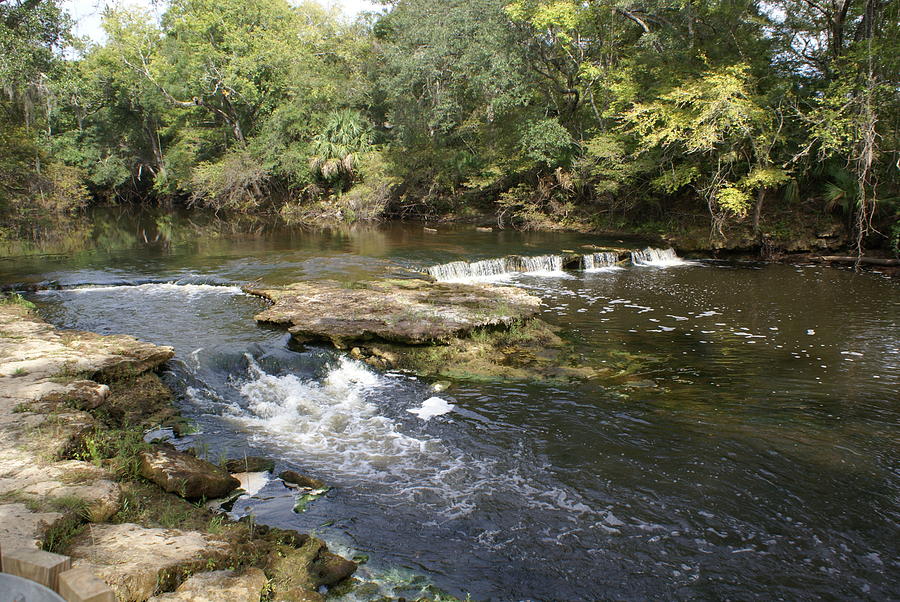 are dogs allowed at steinhatchee falls