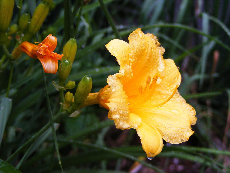 Stella D Oro Lily Photograph by Margie Avellino