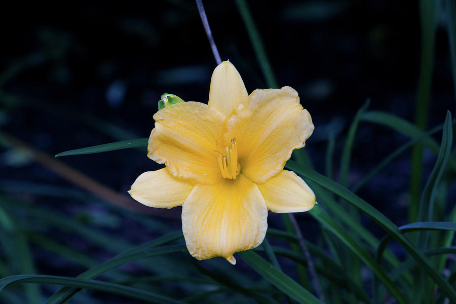 Stella de Oro Daylily in September Photograph by Jeff Severson