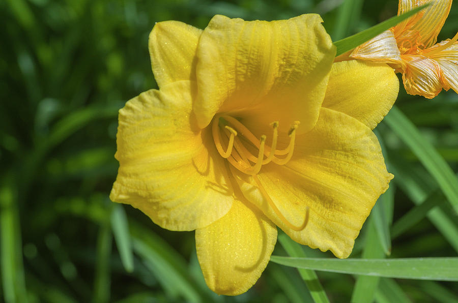 Stella Doro Day lily Photograph by Bob Corson - Fine Art America