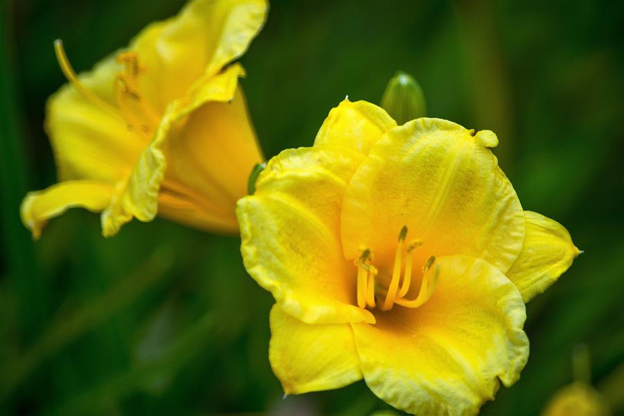 Stella D'Oro Daylily 2 Photograph by Mary Ann Artz - Fine Art America