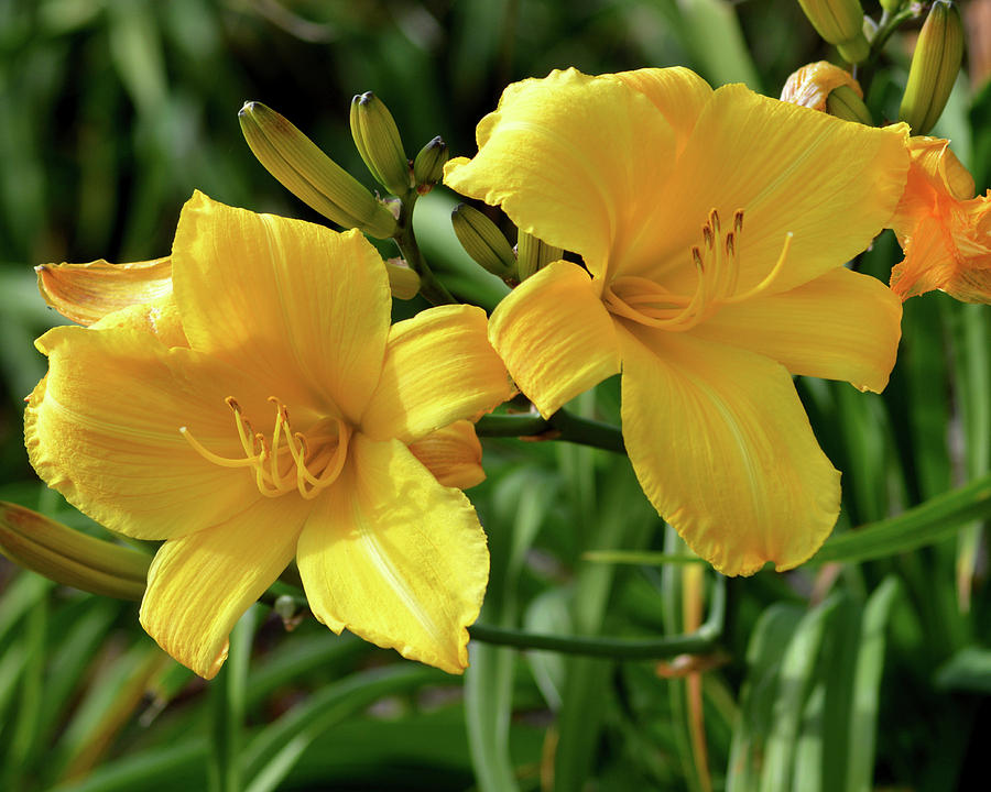 Stella D'Oro Daylily Photograph by Belinda Stucki - Pixels