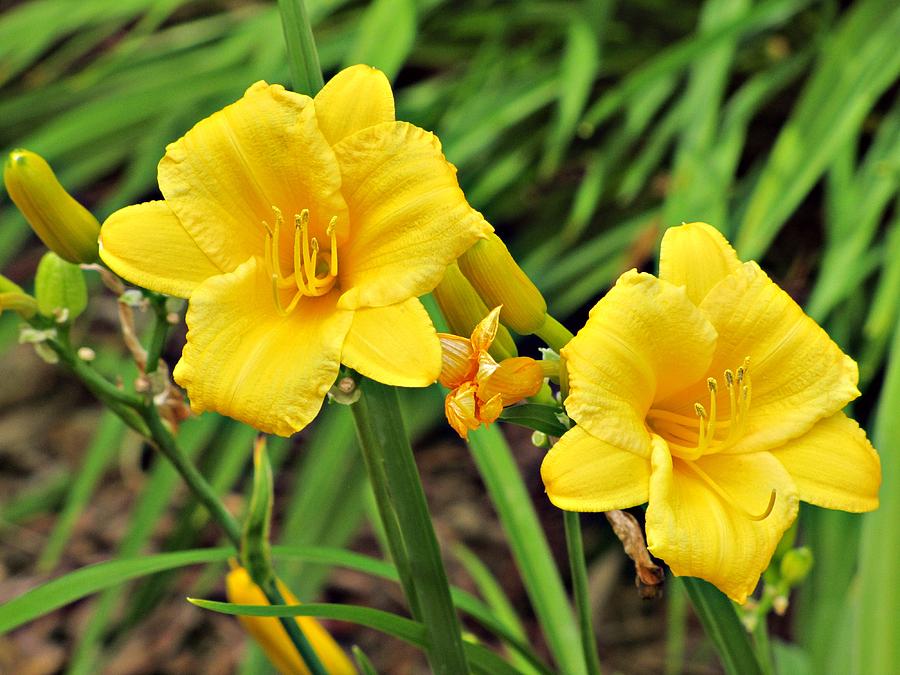 Stella D'oro Daylily No. 2 Photograph By Jessica Anne - Pixels