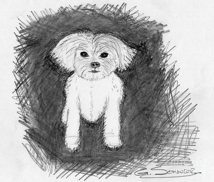 Stella Drawing by George Sonner