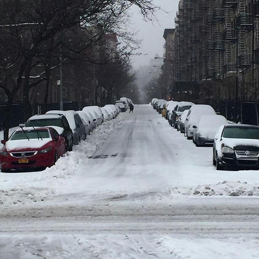 Stella Photograph - #stella! Happy ❄️ Day, #nyc by Gina Callaghan Stella Photograph - #stella! Happy ❄️ Day, #nyc by Gina Callaghan