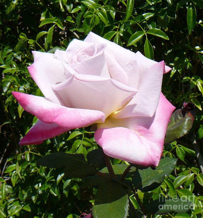 Rose Photograph - Inviting Light by Mary Gonzales