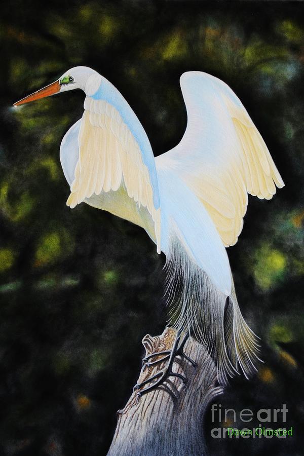 Stella the Great Egret Drawing by Island Time Artwork by Dawn Nadeau