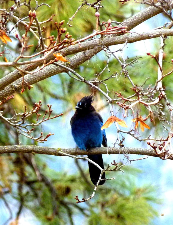 Stellers Jay Majesty Photograph by Will Borden