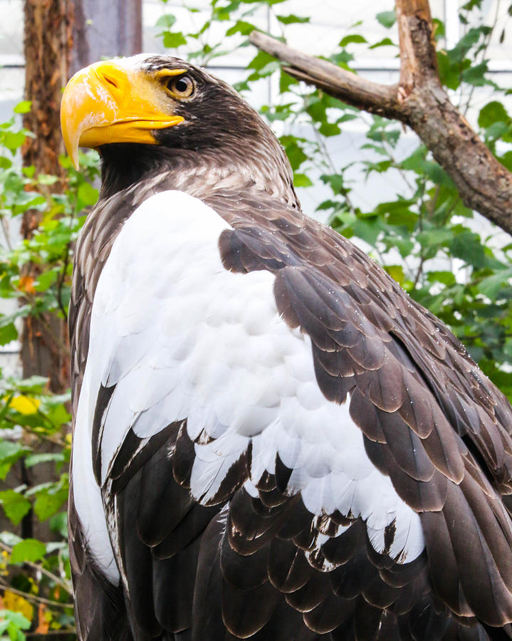 Stellar Sea-eagle Photograph by Aaron Flook