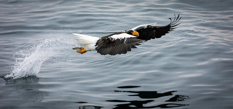 Stellar Sea Eagle makes its catch Photograph by Steven Upton