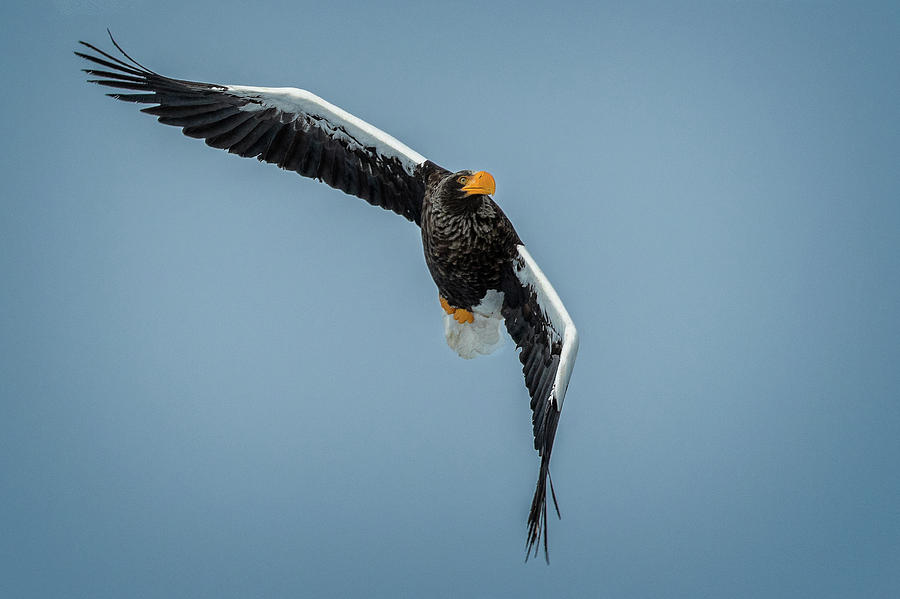 Stellar Sea Eagle banks in for a landing Photograph by Steven Upton
