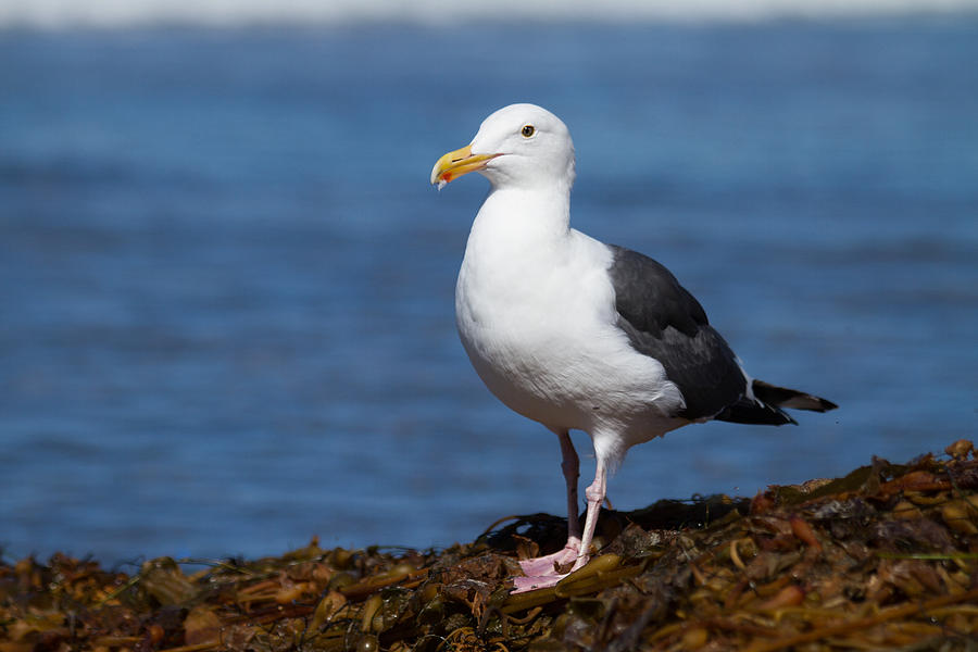 Seagull Photograph - Stellar Seagull by Nathaniel Kidd Seagull Photograph - Stellar Seagull by Nathaniel Kidd