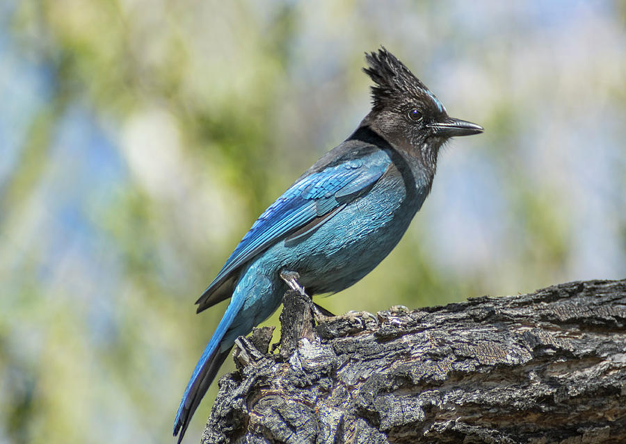 Stellers Jay 2 Photograph by Rick Mosher