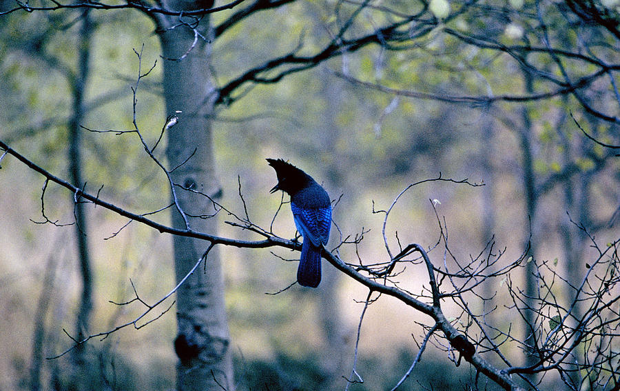 Stellar's Jay In An Aspen Forest Photograph By Buddy Mays - Fine Art 