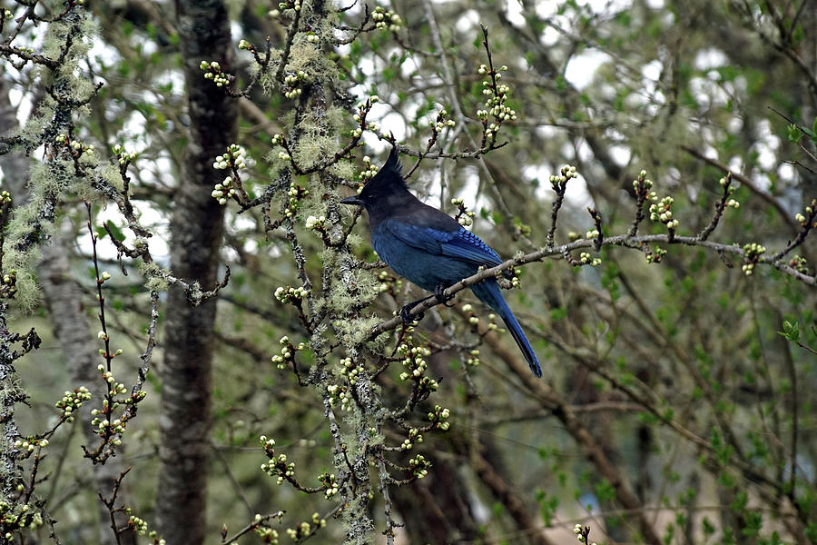 Stellars Jay in Dragonfly Forest #1 Photograph by Ben Upham III